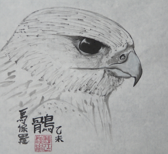 Gyr falcon head study by Paul Maslowski 2015