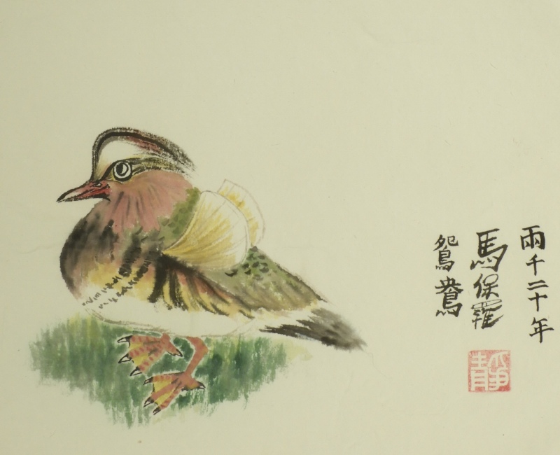 Mandarin Duck study by Paul Maslowski 2012