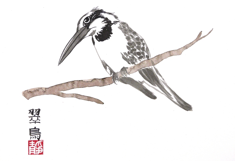 Pied Kingfisher by Paul Maslowski 2011