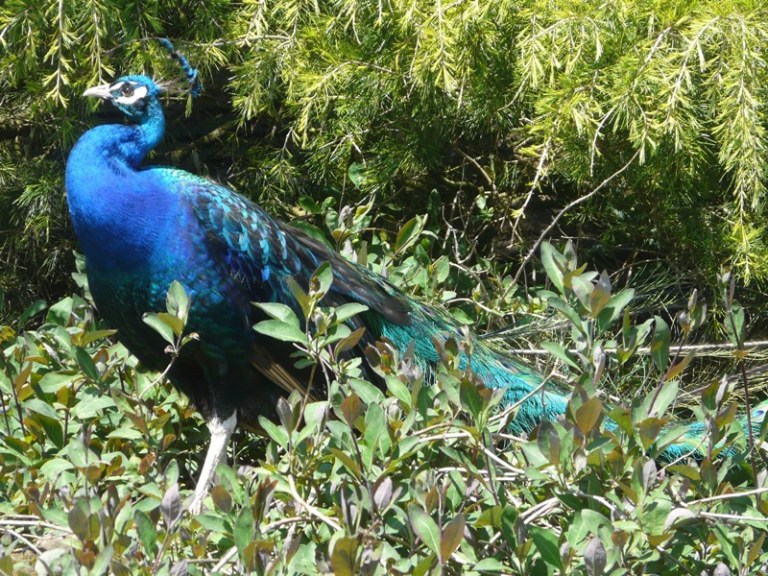 Winster Peacock inspiration - photo by Paul