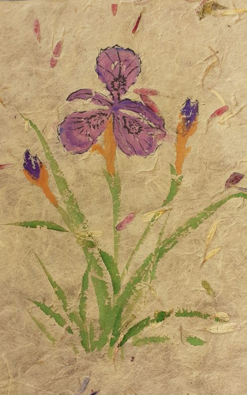 2020-09-27 Purple Iris