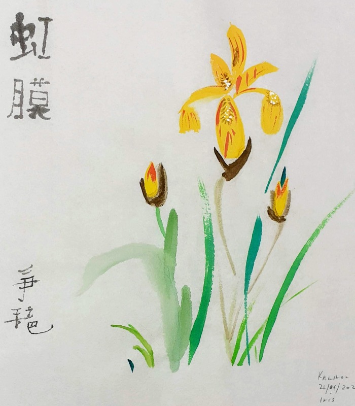 2020-09-27 Yellow Flag Iris 2