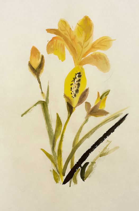 2020-09-27 Yellow Flag Iris 4