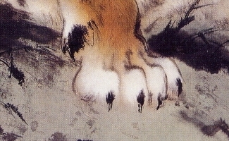 Paw - Tiger family detail
