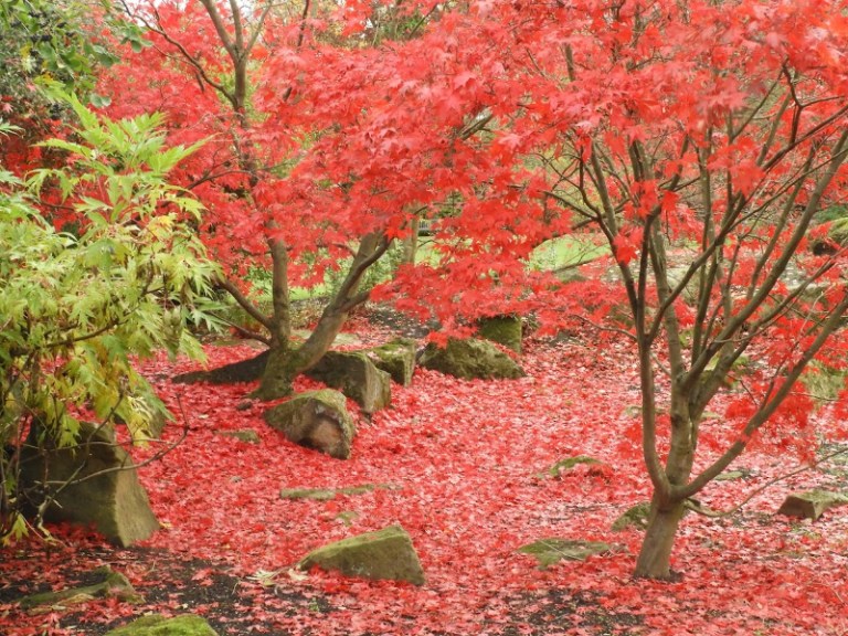 Sea of red like poppies