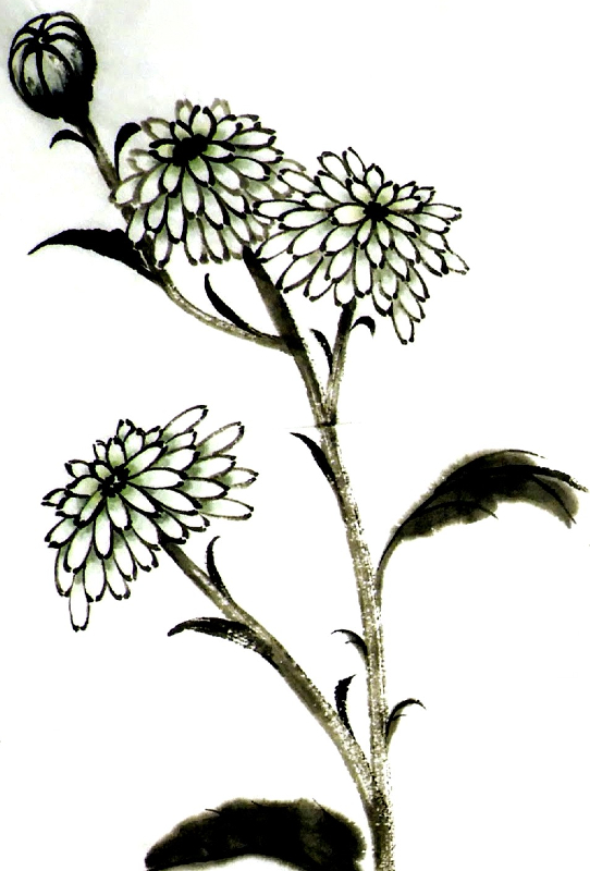 Chrysanthemum - P Maslowski 2022